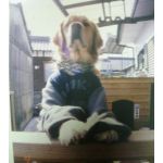 キツネ