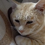 あるま