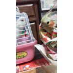 ラベンダー＠うずら