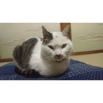 ペロペロページ