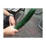 cucumber