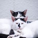 すみケロ