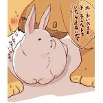 なつみかん