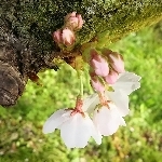 桜緒