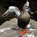 わいるどだっく