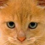 Ginger Cat 黄姜猫