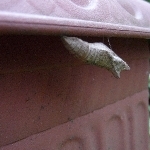 美味しいアゲバチョウは幼虫の