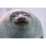 ぬすじまさん。