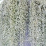 ぶり野照焼（旧はなくそ）