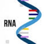 RNA-R