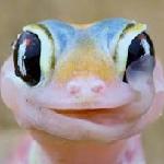 トカゲ(放送用)