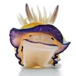 ごらんしん！
