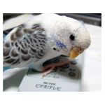 なないろいんこ