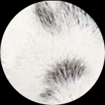 すぺしゃりて気まぐれ切り抜き