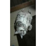 なーくん＠放送用