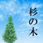 杉の木