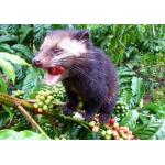 カラシ塗りキズぐすり湿布