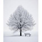 _snowfall112_