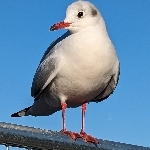 暴力