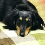 Lismiy