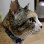 びーびー＠mamas