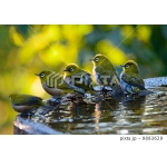 もちもちクリス