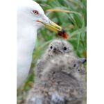 イナリアントワネット