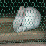 猫に運ばれるさば