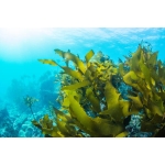 生まれ変わったら海藻になりたい