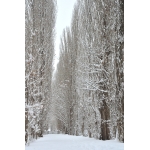 ポプラ並木のはげ