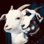 あゝ牧場に帰りたい(T_T)ぴえ