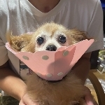 押忍。いなかっぺくん