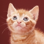 一条まことー！