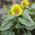 ゲーマーになりきれない男