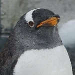 ３７番