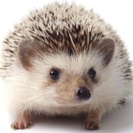 ひろ☆