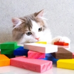 Playing Cat