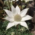 人畜無害な人間