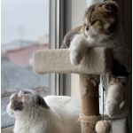 メイ・フォール