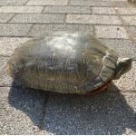 あかさたな