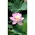 user_icon