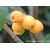 loquat