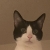 bokekora