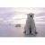 南極の白熊