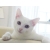 user_icon