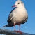 user_icon